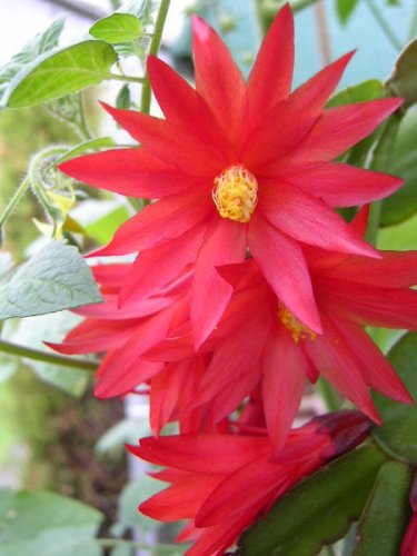 Flowers of Hatiora gaertneri