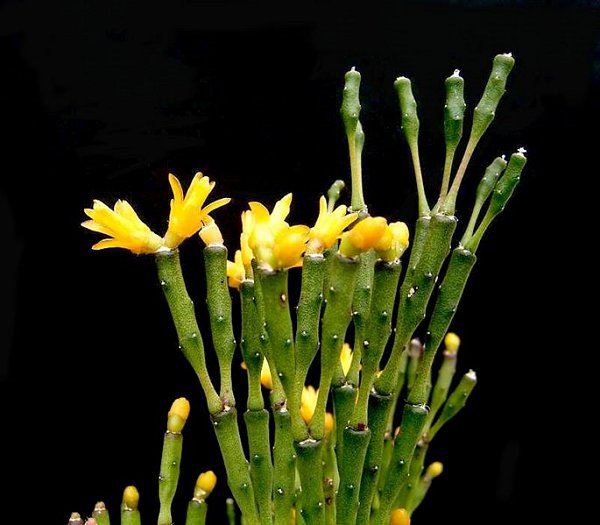 Hatiora salicornioides