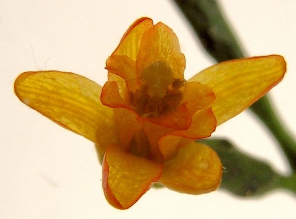 Close-up on flower of Hatiora salicornioides