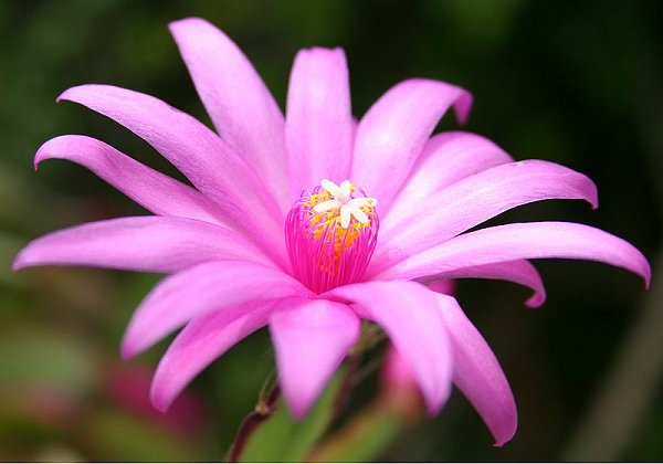 Flower of an hybrid of Hatiora graeseri