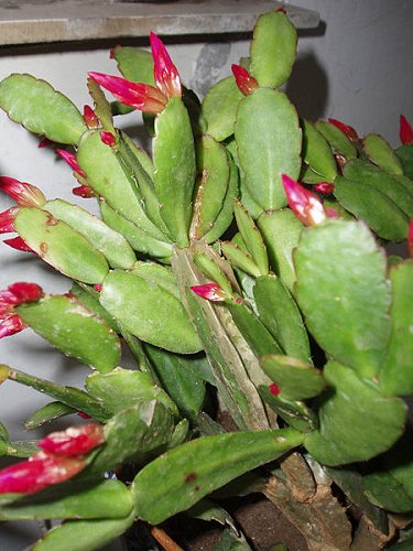 Buds of Hatiora gaertneri