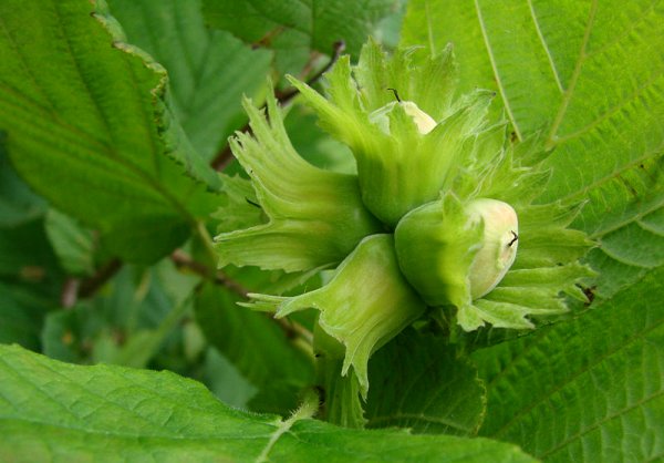 Corylus avellana