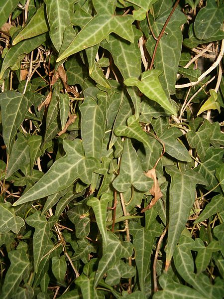 Hedera nepalensis