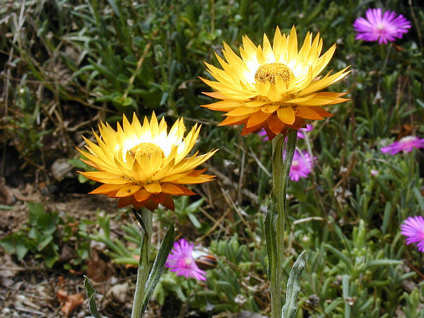 Helichrysum acuminatum