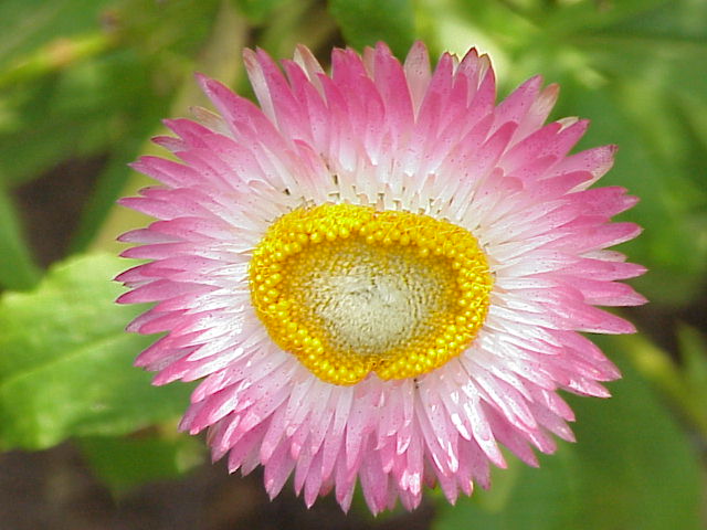 Helichrysum bracteatum