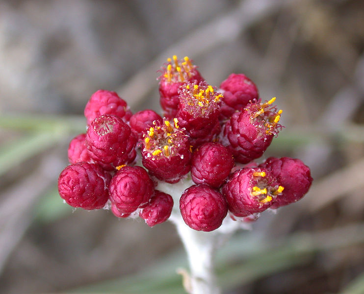 Helichrysum sanguineum