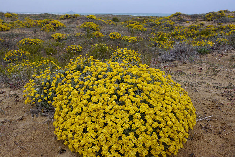 Helichrysum stoechas