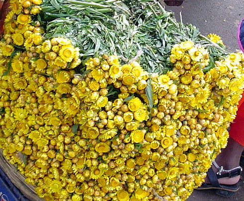 Helichrysum indicum