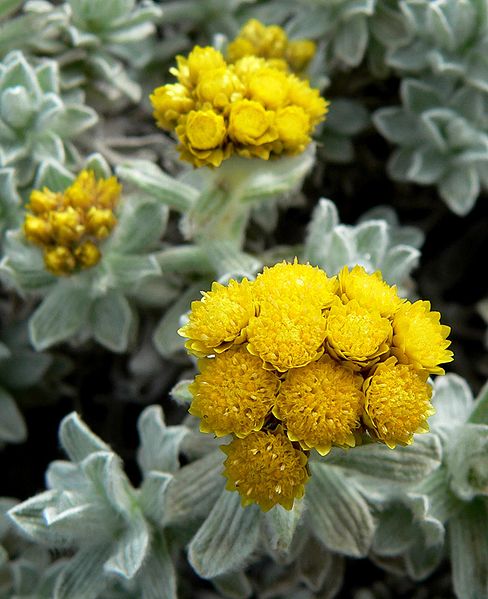 Helichrysum splendidum