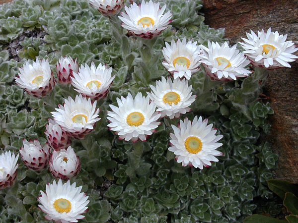 Helichrysum milfordiae