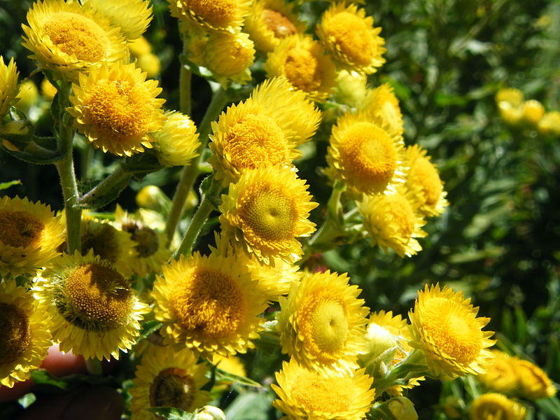 Helichrysum foetidum