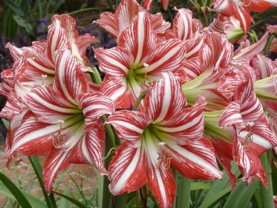 Hippeastrum 'Candy Floss'