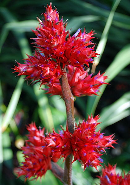 Hohenbergia stellata