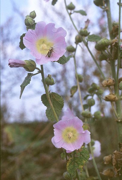 Alcea biennis