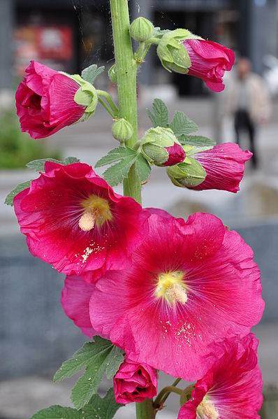 Alcea rosea