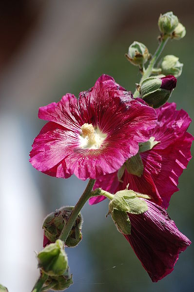 Alcea rosea