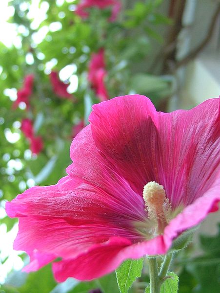 Alcea rosea