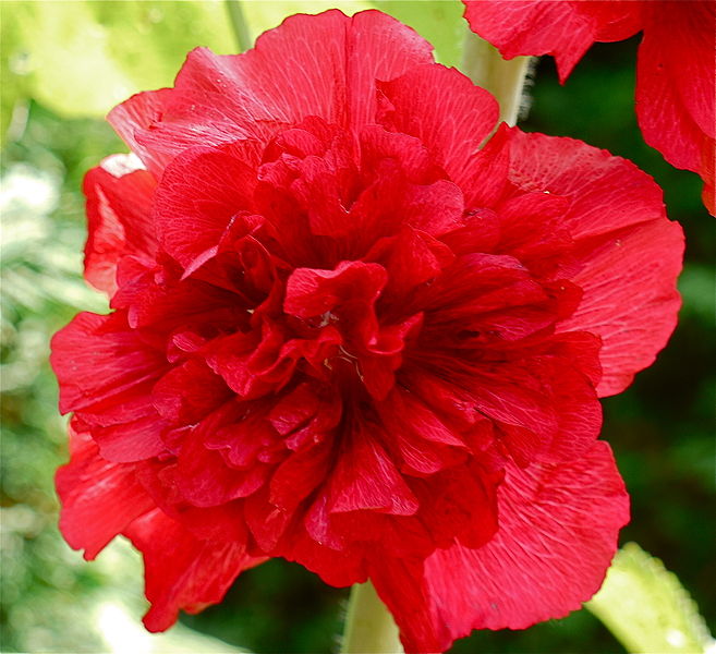 Alcea rosea Double