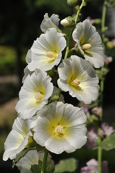 White Hollyhock