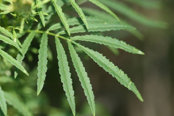 Leaves of Stinking Roger (Tagetes minuta)