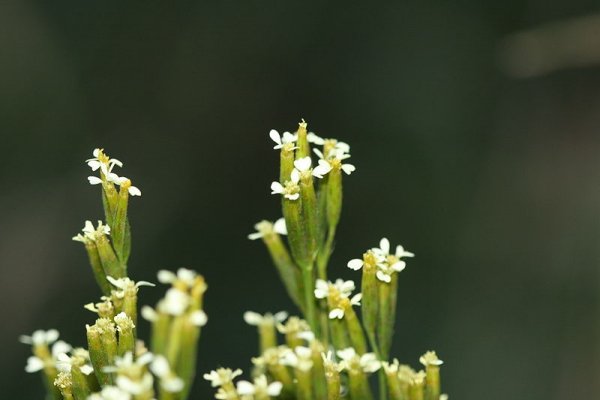 Flowers of Stinking Roger (Tagetes minuta)