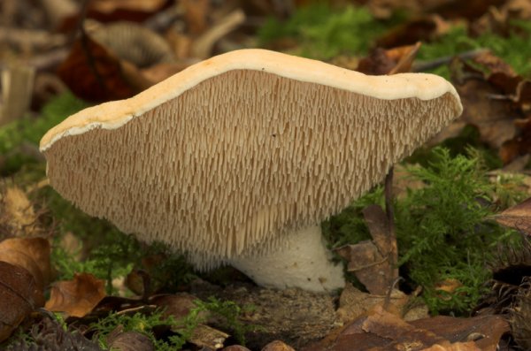 Hydnum repandum