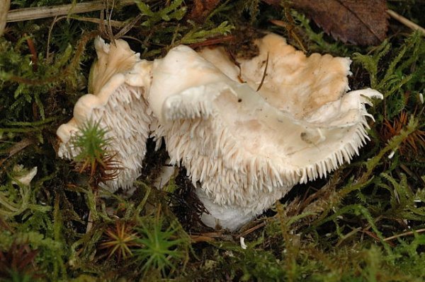 Hydnum repandum