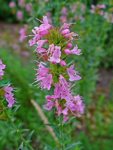 Flowers of Hyssopus officinalis