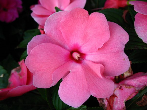 Impatiens walleriana