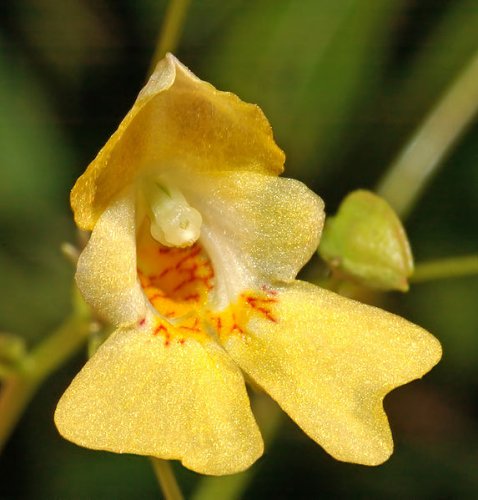 Impatiens parviflora