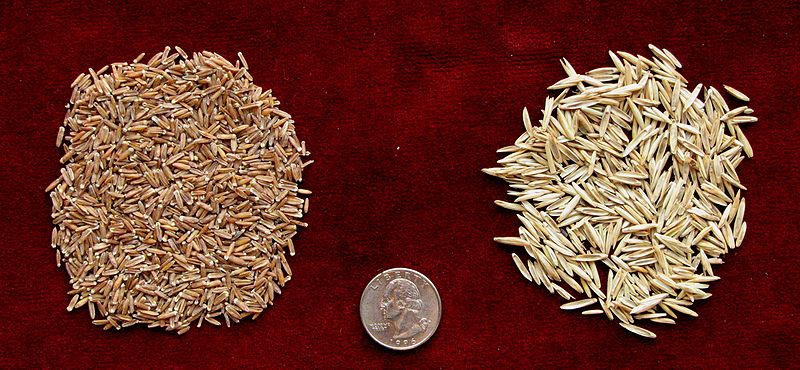 Hull (right) and unhulled (left) Intermediate wheatgrass seeds