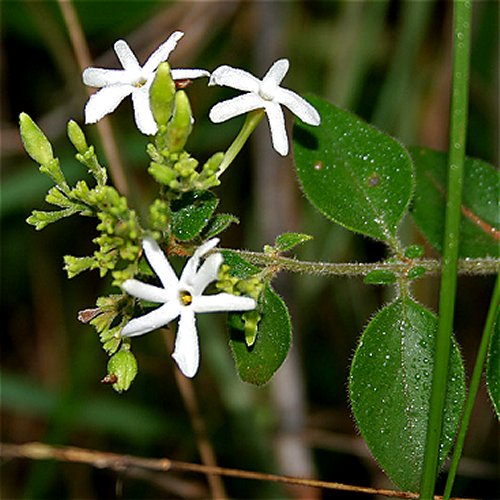 Jasminum auriculatum