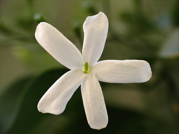 Jasminum azoricum