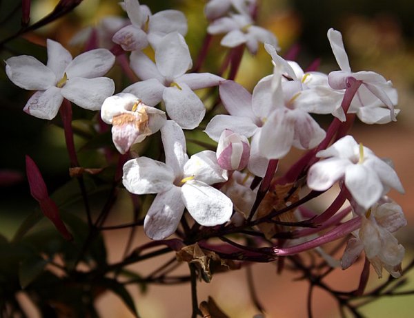 Jasminum grandiflorum