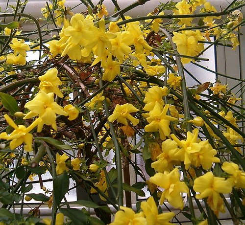 Jasminum mesnyi