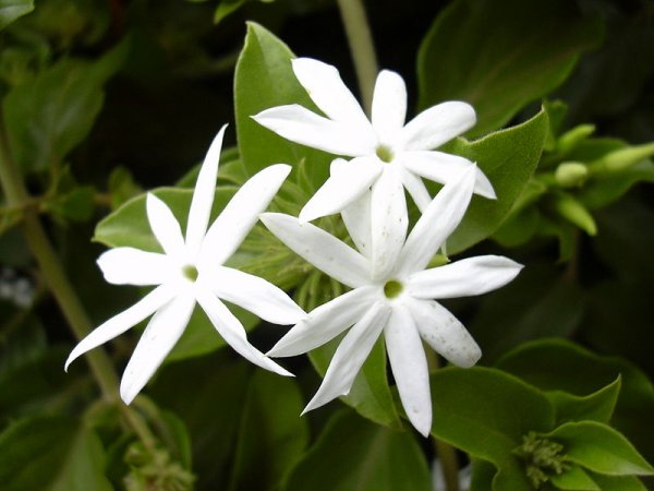 Jasminum multiflorum