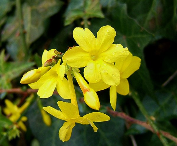 Jasminum nudiflorum