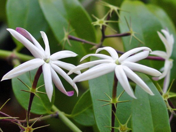 Jasminum laurifolium