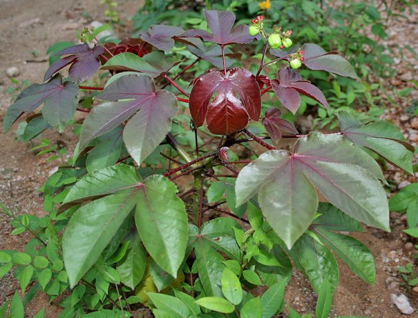 Jatropha gossipifolia