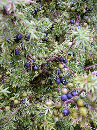 Juniperus communis berries - both ripe and unripe