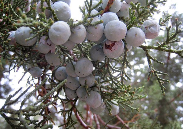 Juniperus deppeana berries