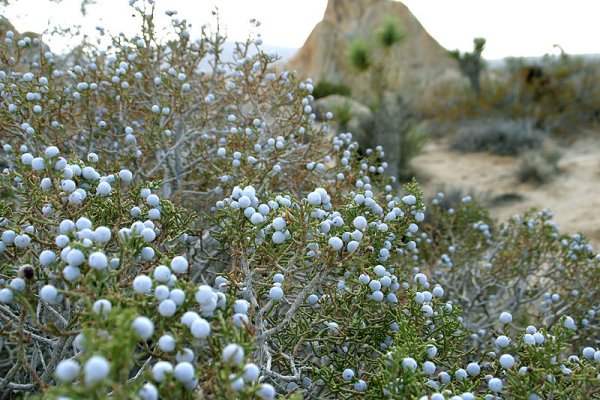 Juniperus californica berries