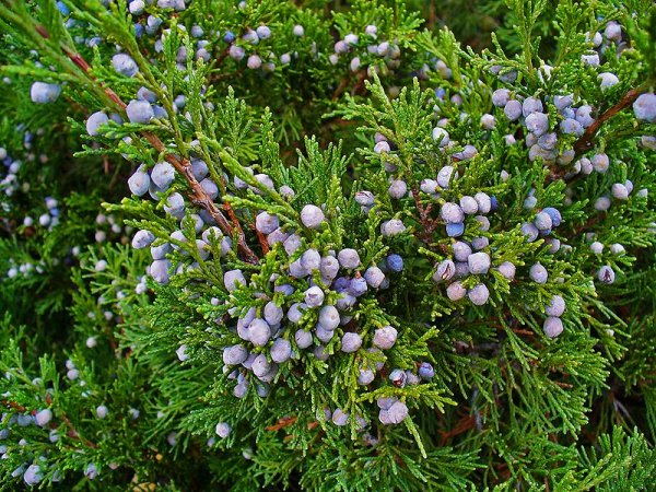 Toxic berries of Juniperus sabina