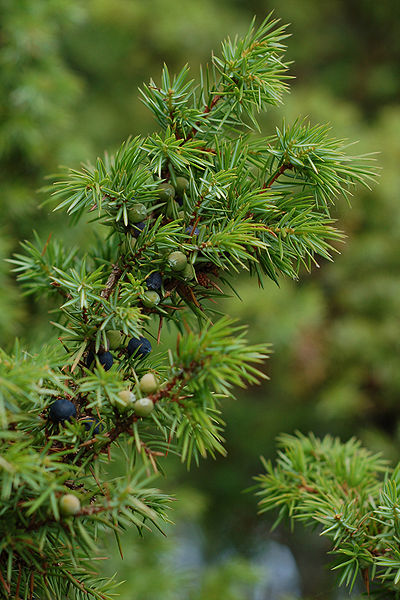 Juniperus communis branch, ripe (bluish) & unripe (green) berries