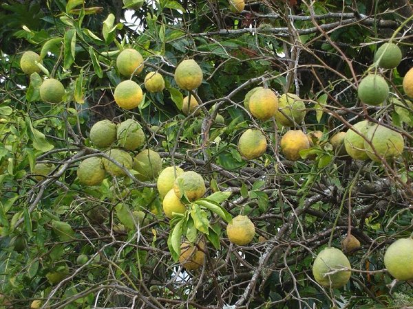 Kaffir lime plant