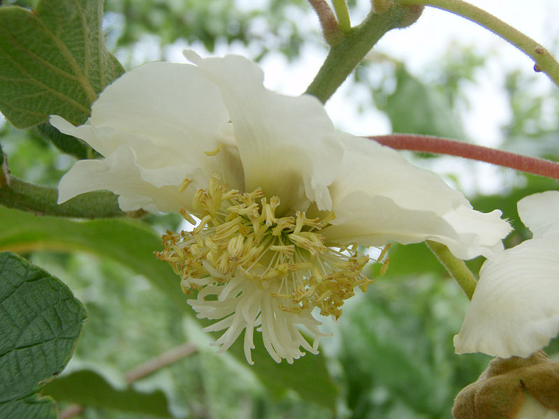 Female flower of kiwifruit