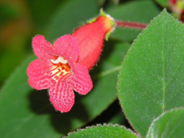 Kohleria