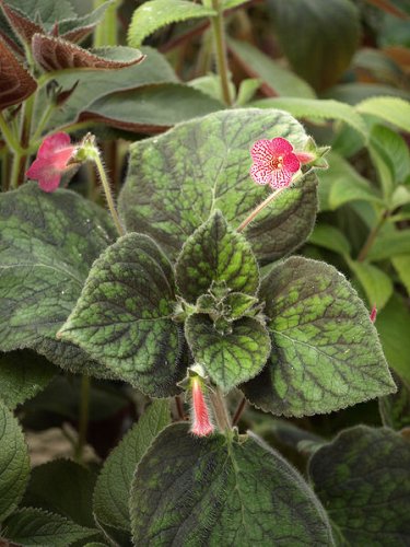 Kohleria hybrid