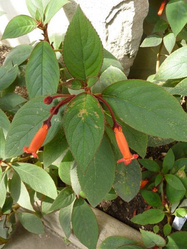 Kohleria eriantha