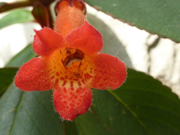 Kohleria eriantha